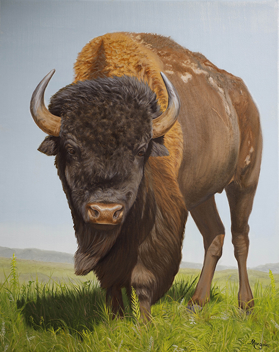 Kansas Bison