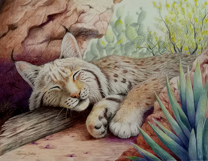 Lazy Afternoon - Bobcat, Sonora Desert