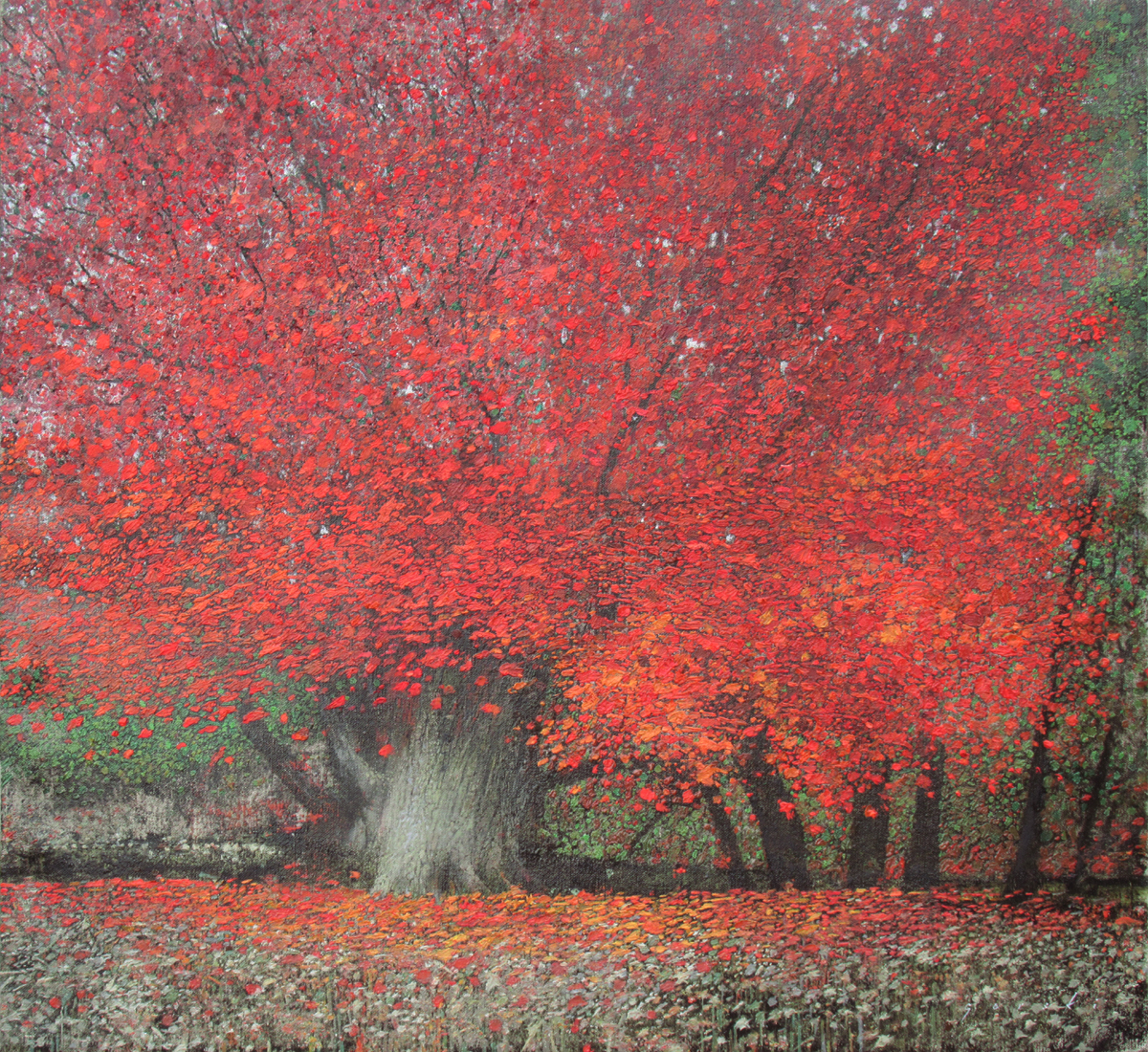 Red Maple